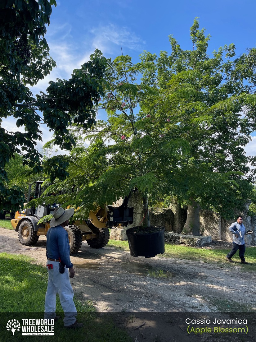 tree loading cassia javanica apple blossom