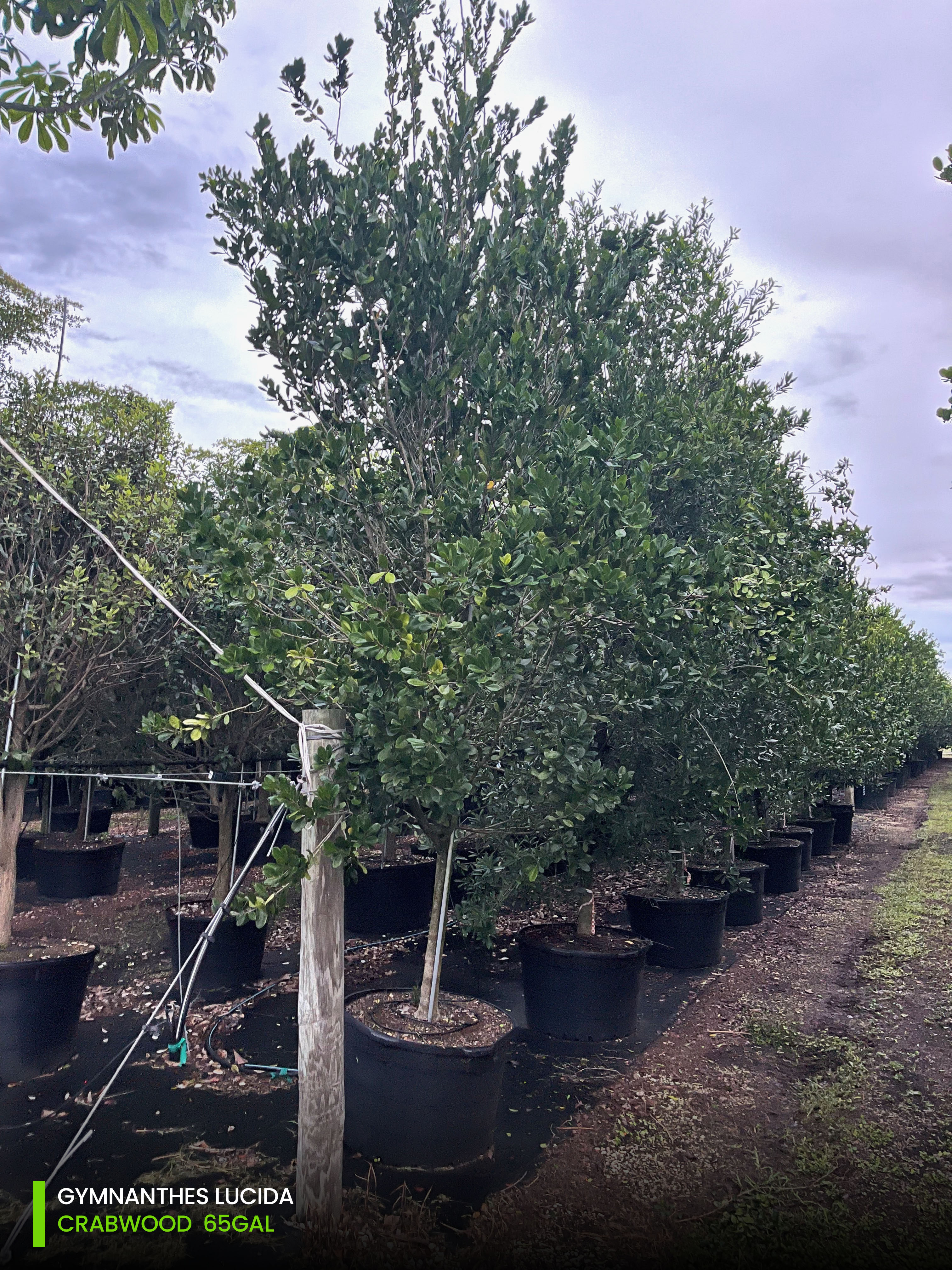 native crabwood tree 65 gallon