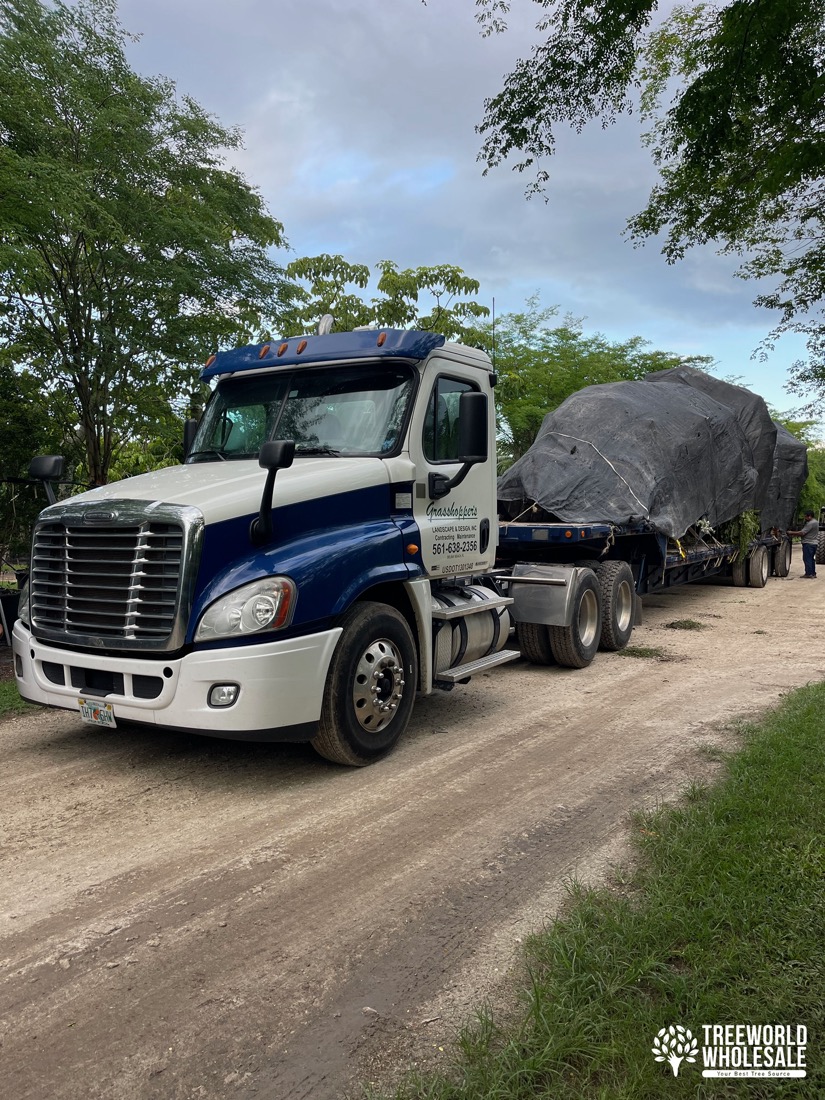 tree loading