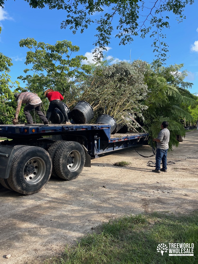 tree loading homestead florida silver buttonwood