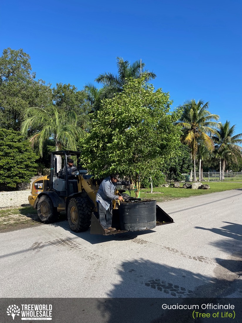 tree loading Guaiacum Officinale