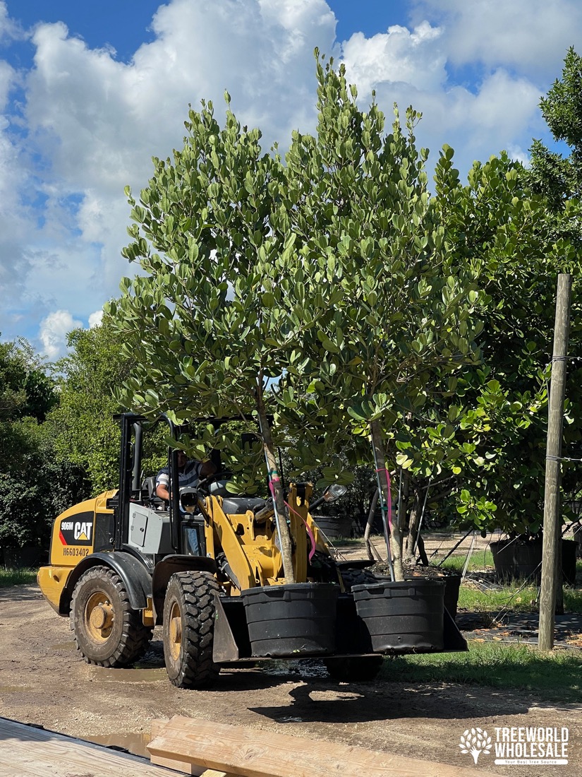 Garcinia Spicatta Tree loading