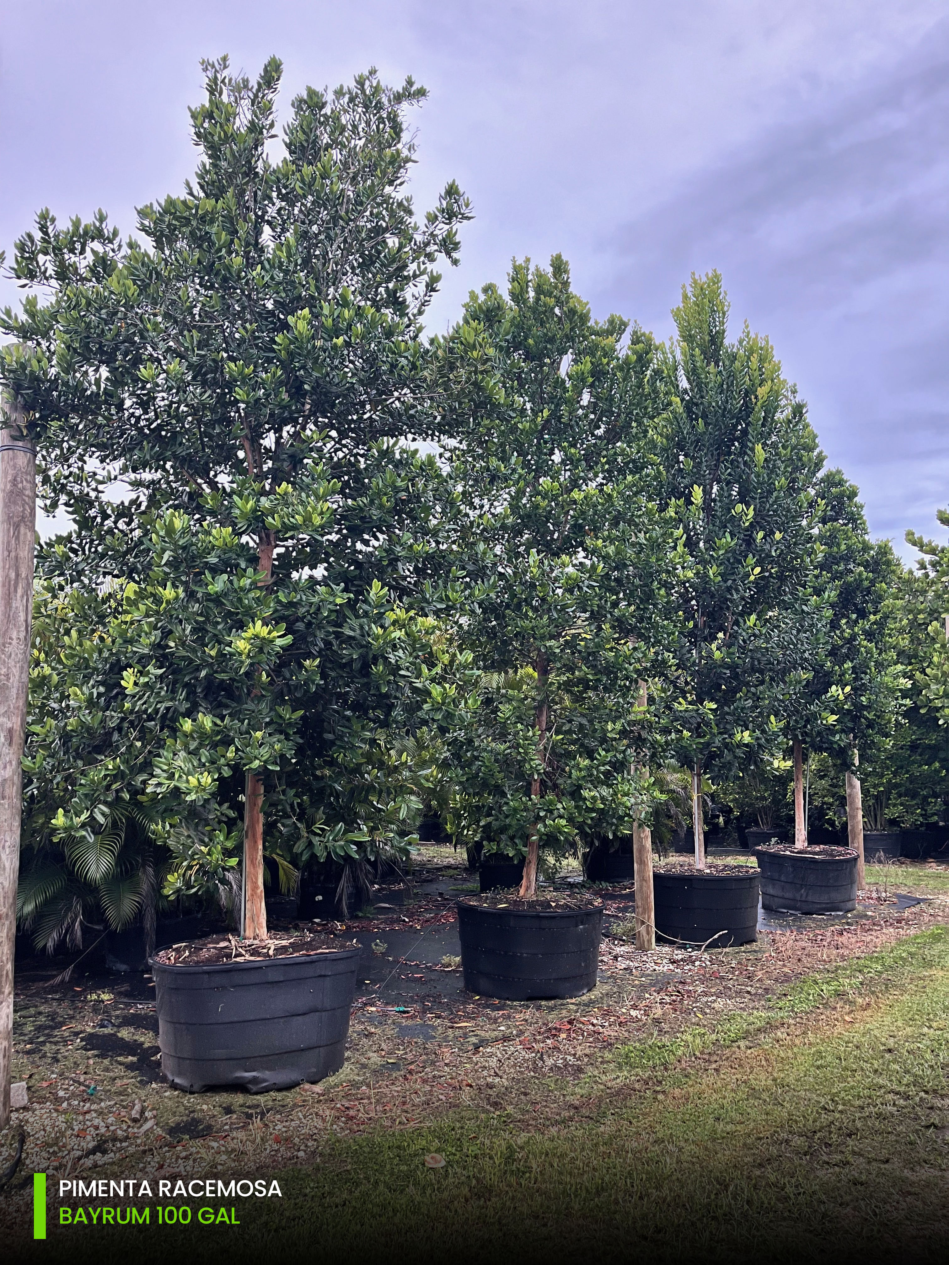bayrum tree 100 gallons south florida nursery