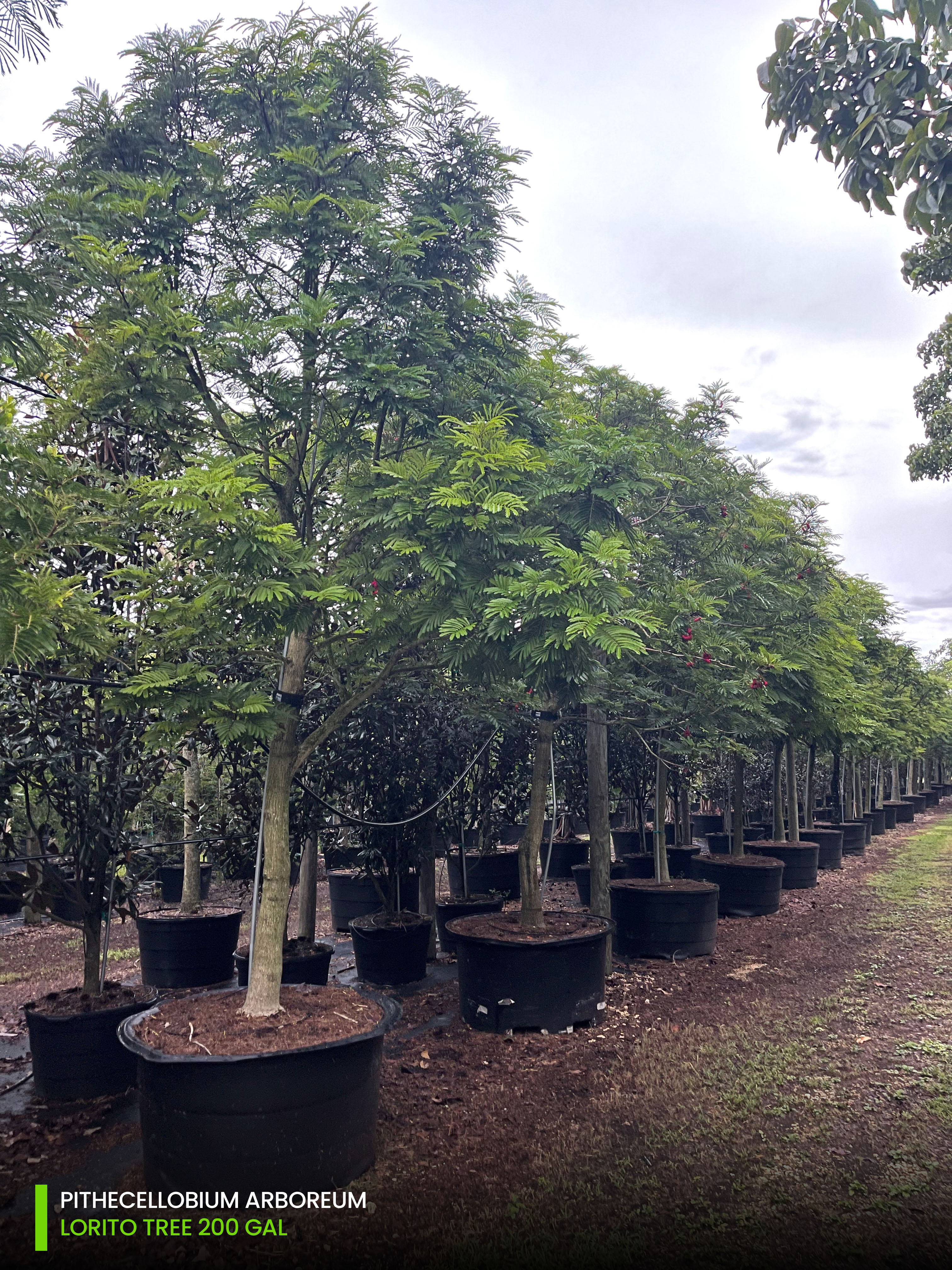 300 gallon lorito tree row at cojoba tree