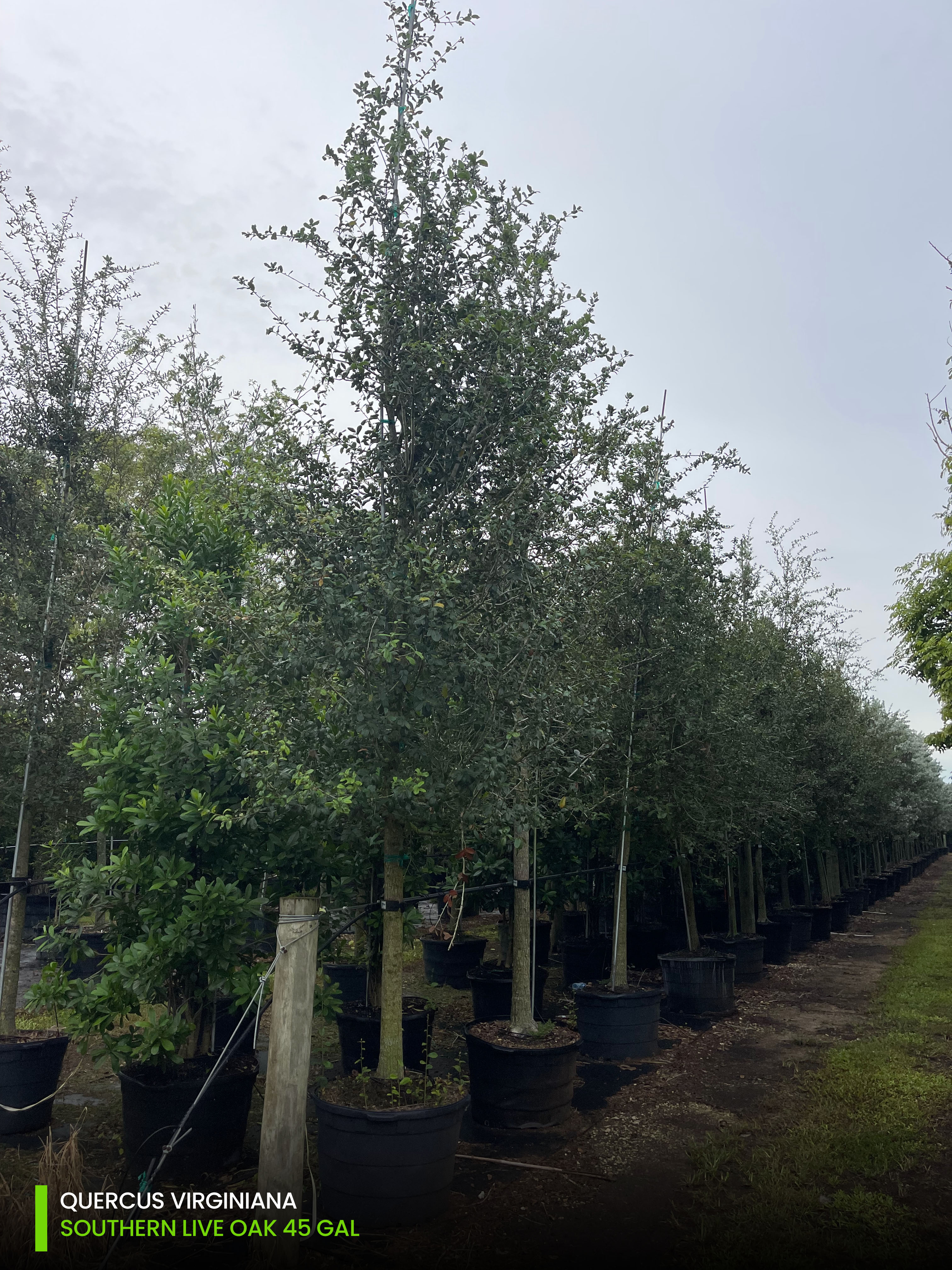 200 gallon southern live oak at treeworld wholesale