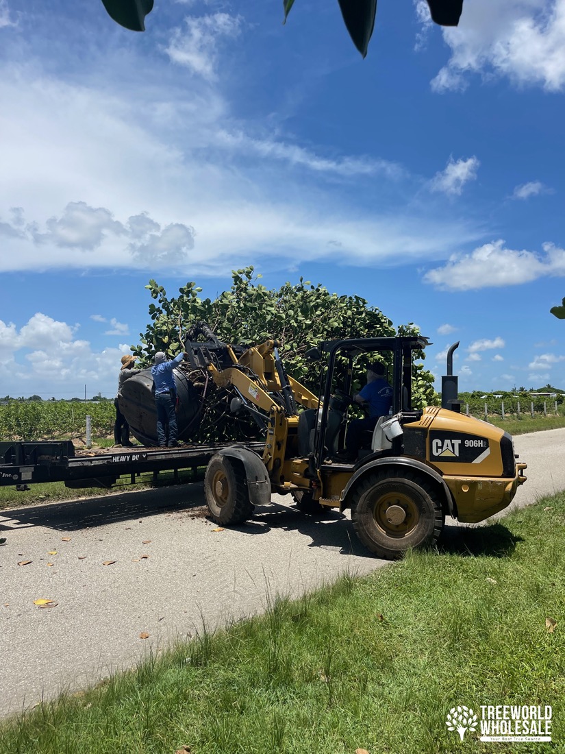 tree loading homestead florida