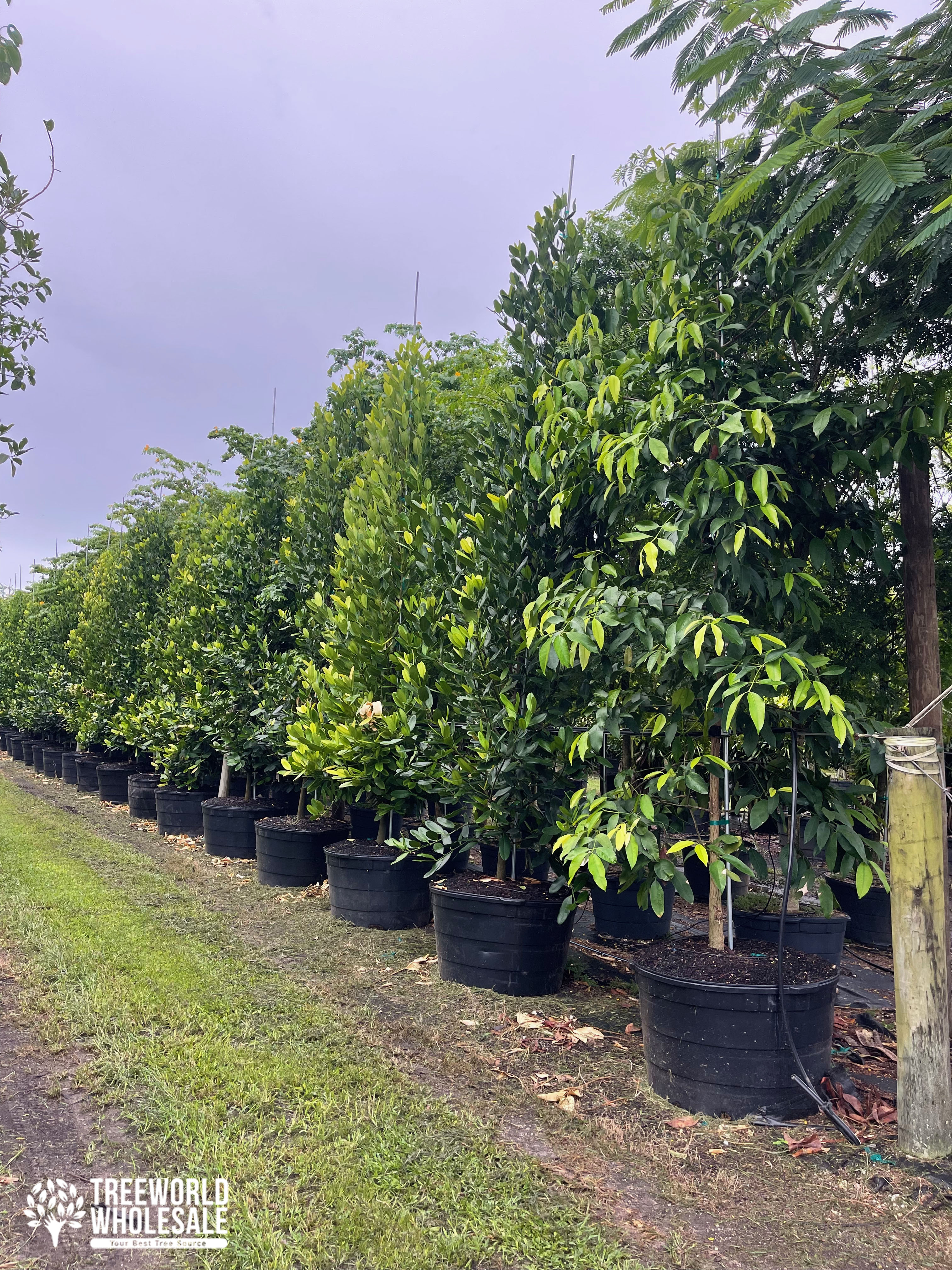 hurricane season natural windbreaks soutflorida