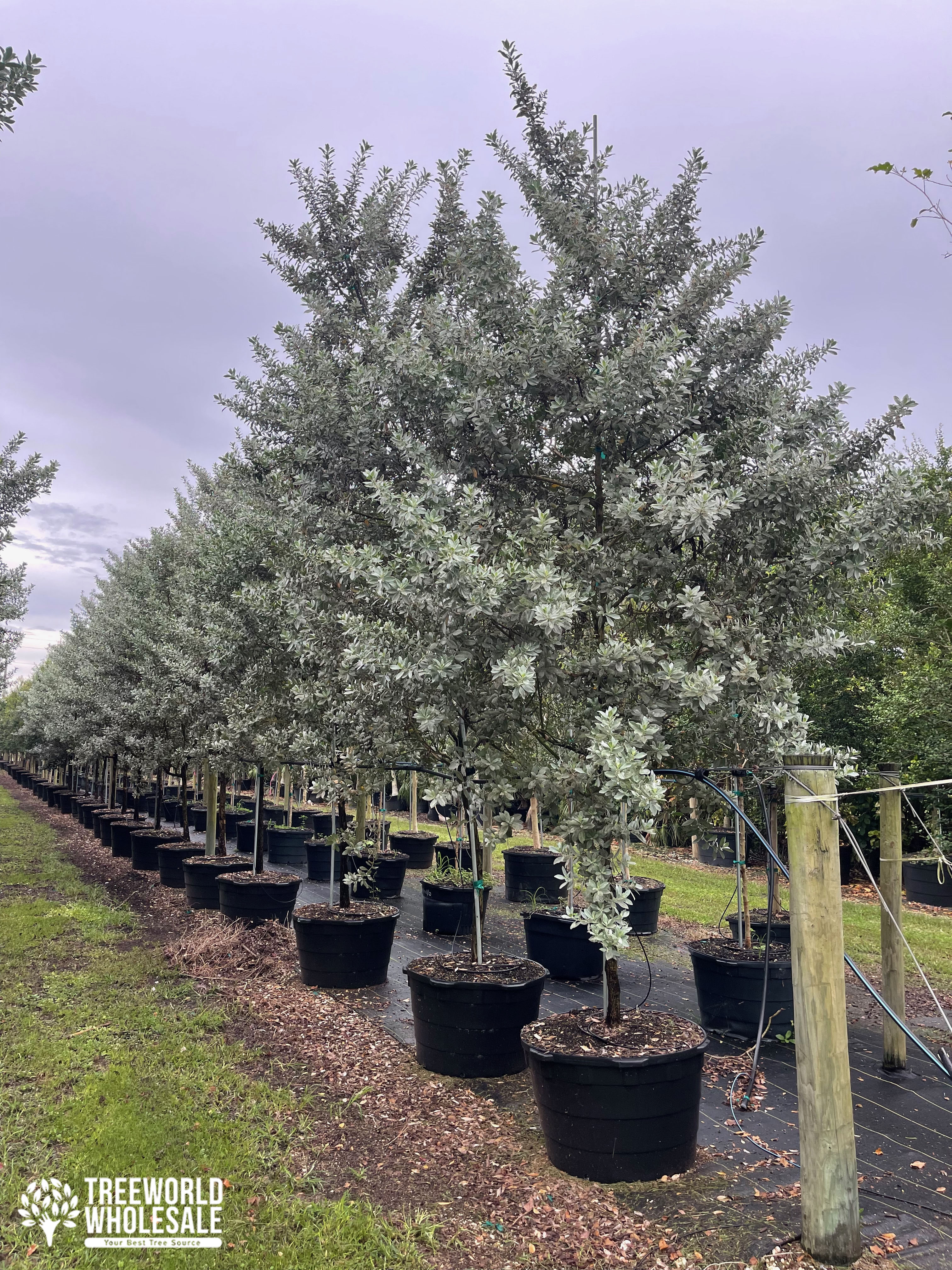 silver buttonwood tree farm