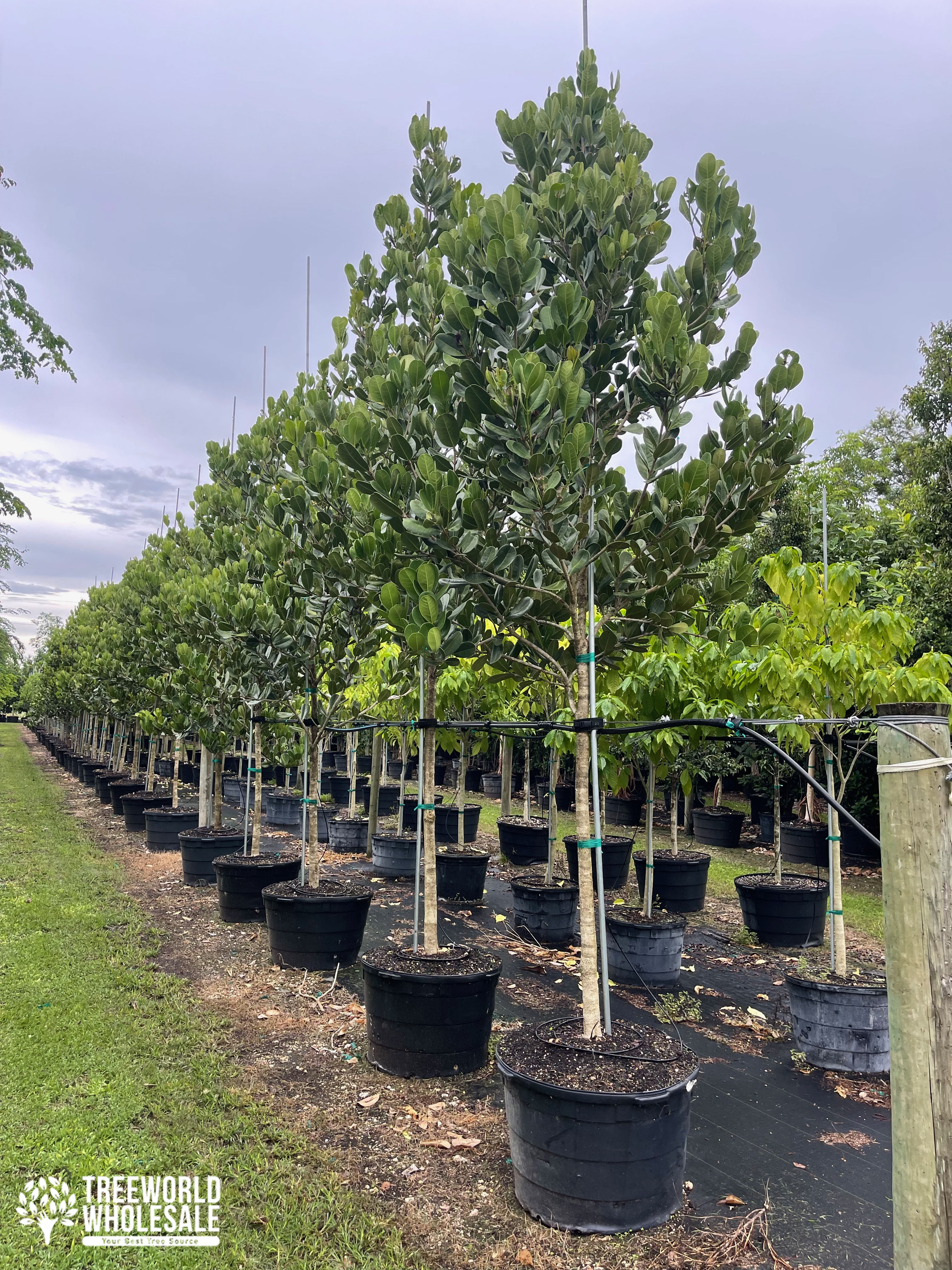 best performance trees homestead florida