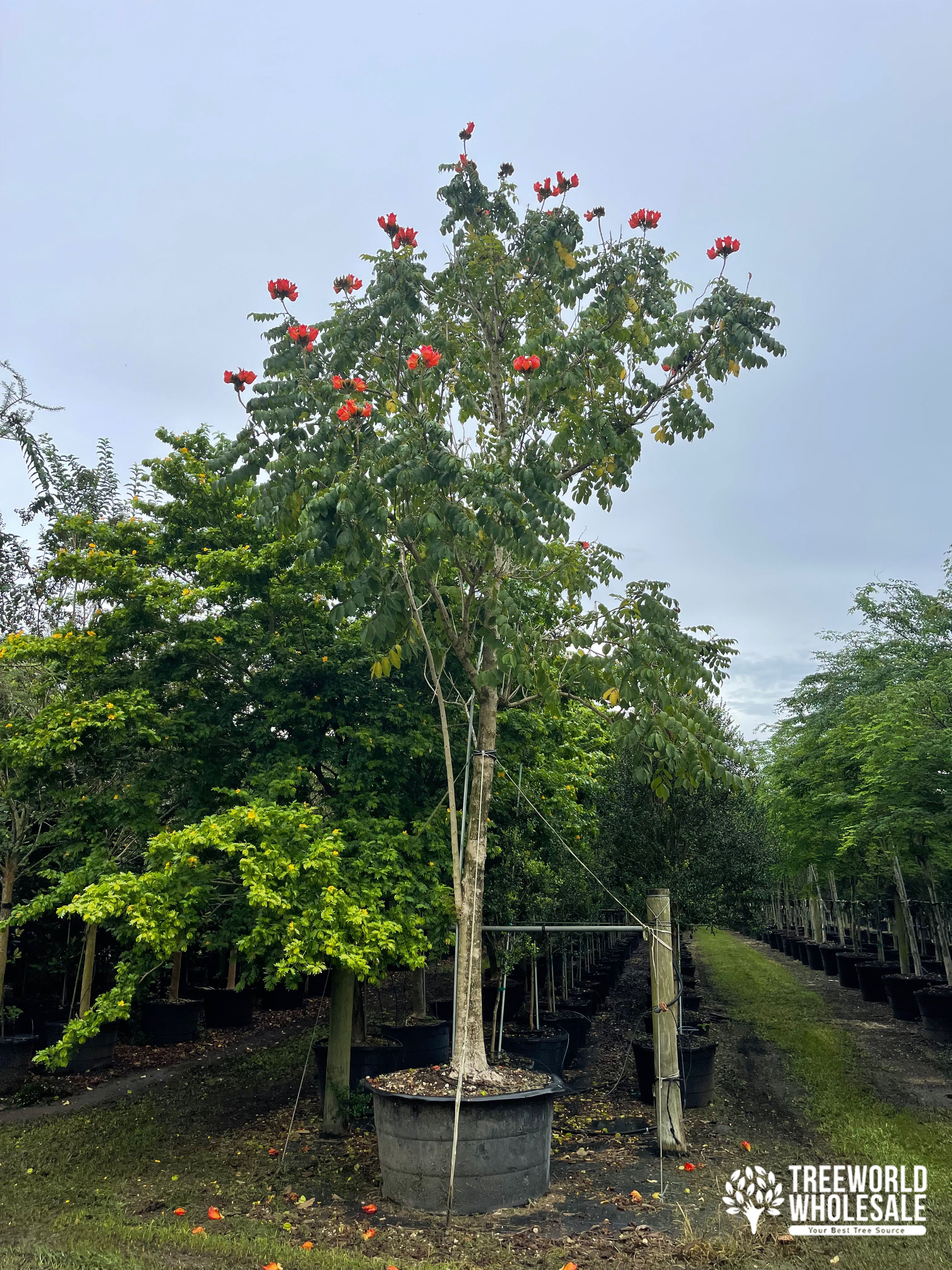 african tulip tree treeworld whoelesale