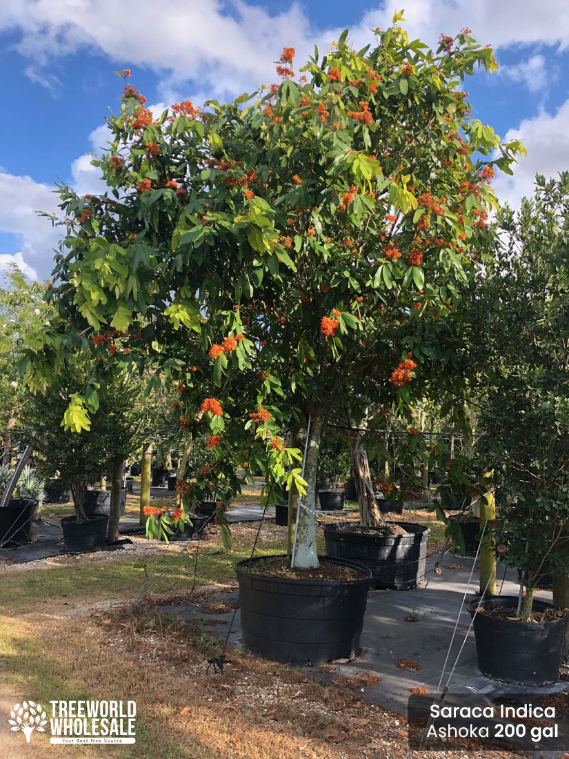 200 Gal - Saraca Indica - Ashoka tree for sale Florida