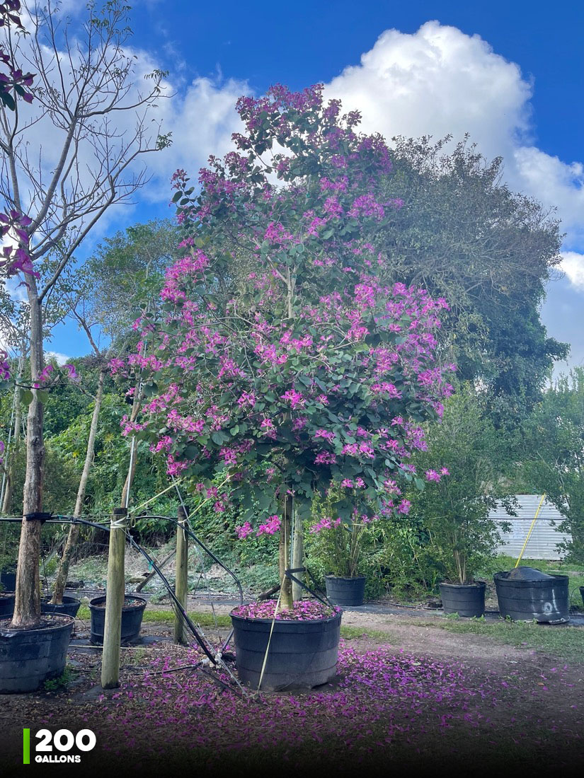 200 gal - Bauhinia X Blakeana - Hong Kong Orchid south florida