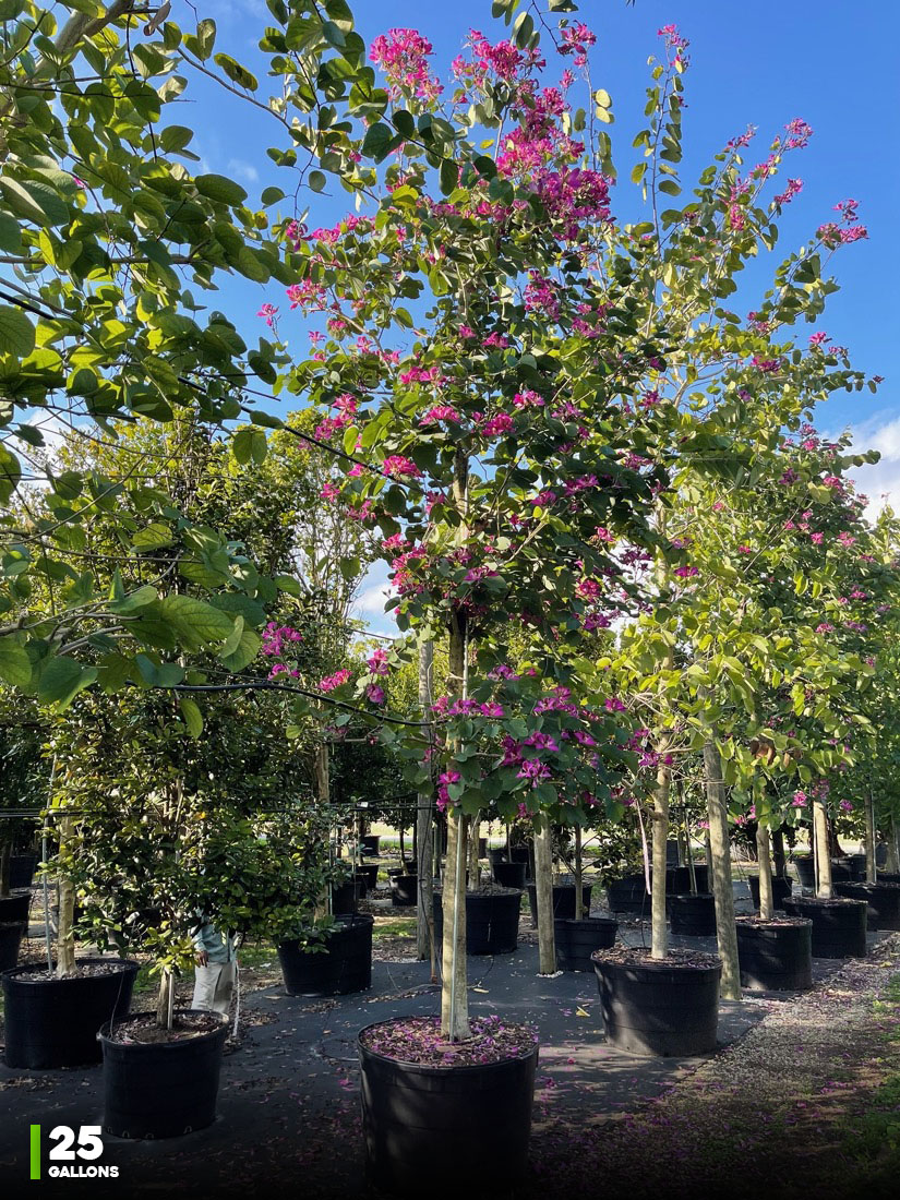 25 gal - Bauhinia X Blakeana - Hong Kong Orchid flowering tree