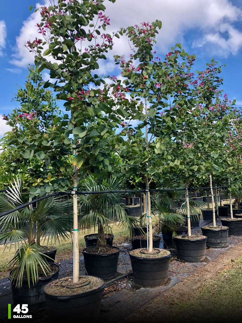 45 Gal - Bauhinia x Blakeana - Hong Kong Orchid -deciduous tree