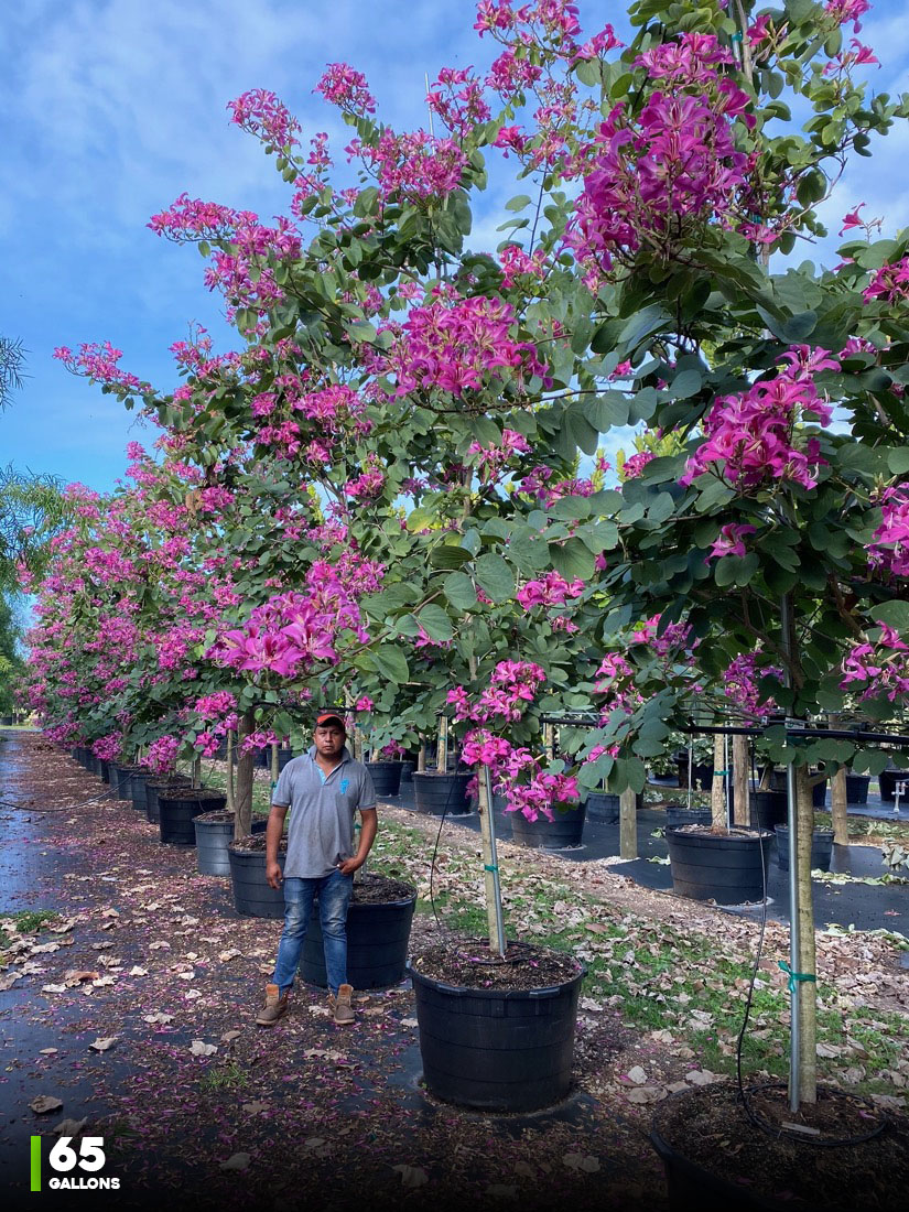 65 Gal - Bauhinia x Blakeana - Hong Kong Orchid - G - W