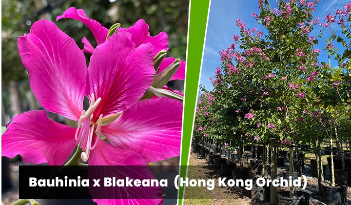 Bauhinia X Blakeana - Hong Kong Orchid Tree of the Month