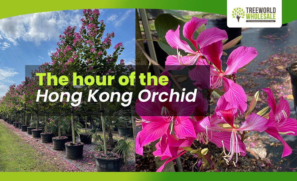 The hour of the Hong Kong Orchid Bauhinia x Blakeana