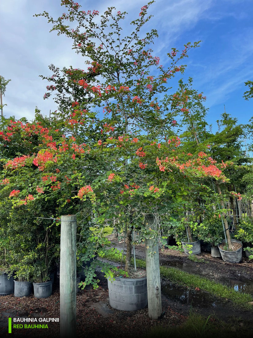 bauhinia galpinii red orchid tree