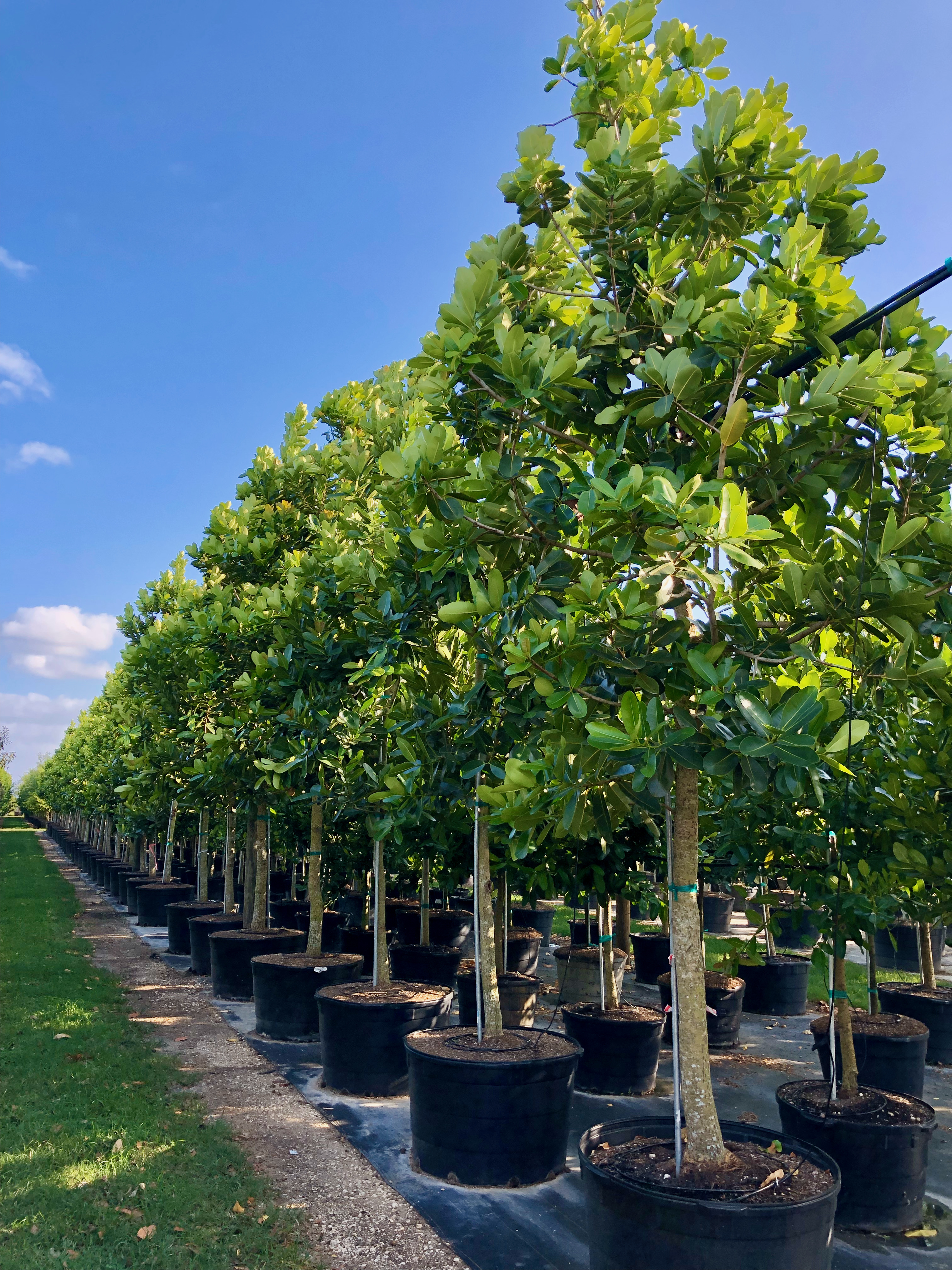 Calophyllum Brasiliense