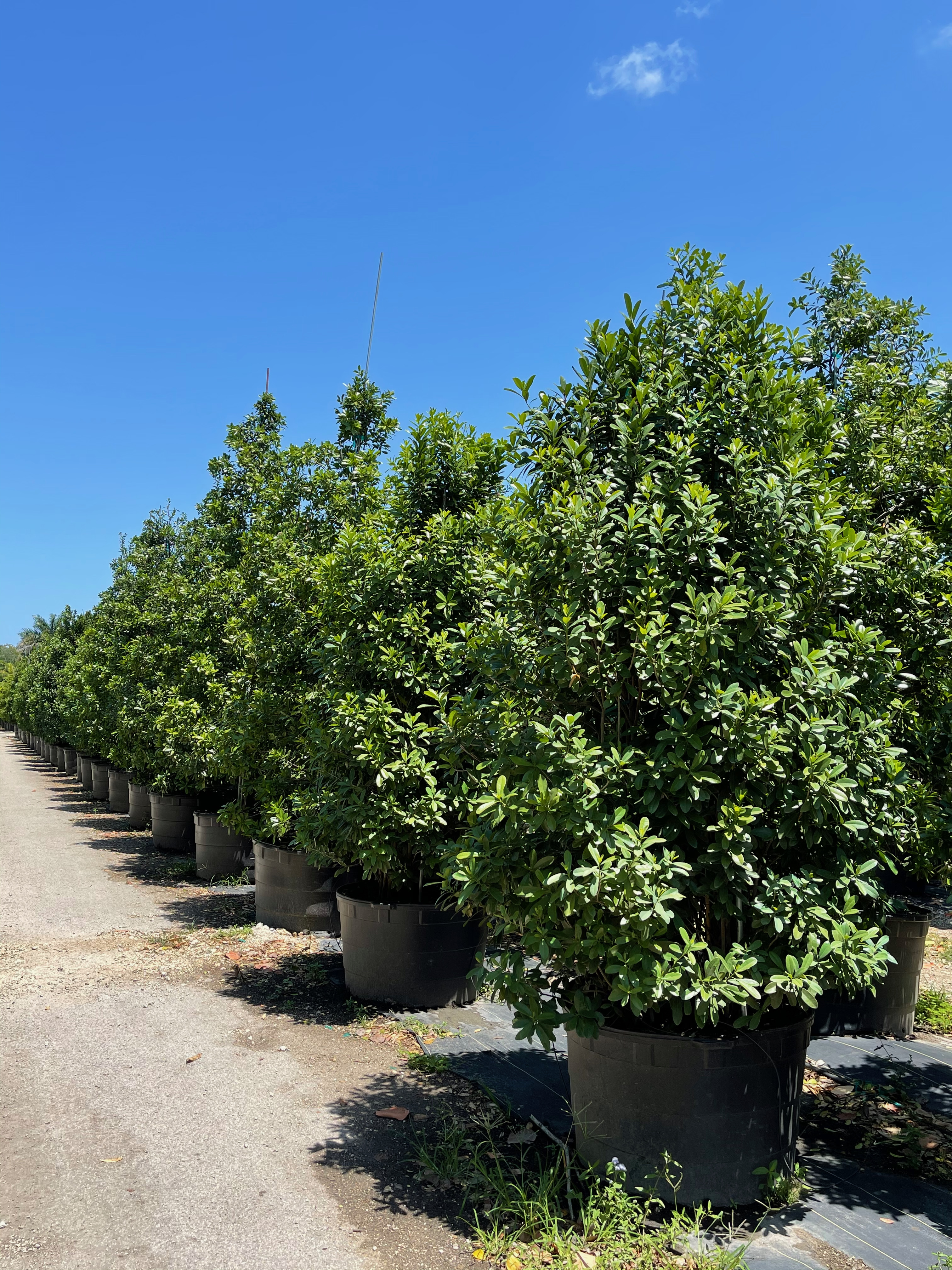 Cinnamon Bark Bush