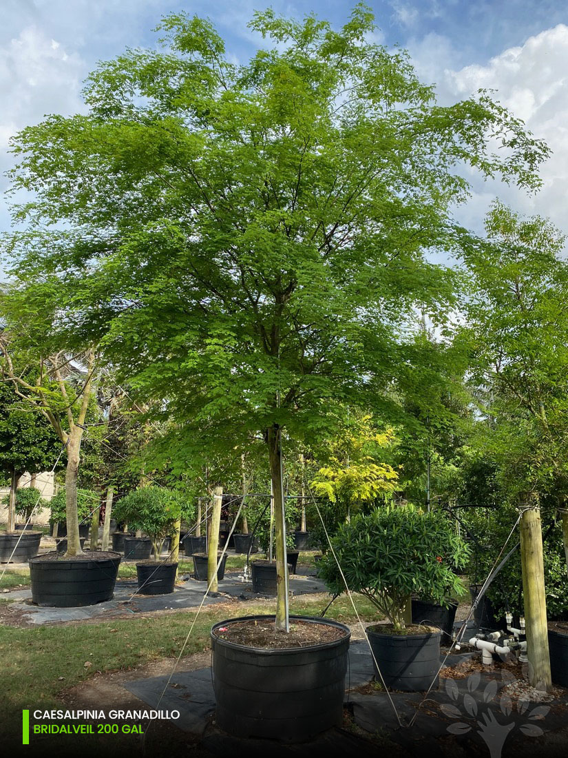 200 Gal - Caesalpinia Granadillo - Bridalveil tree best seller trees