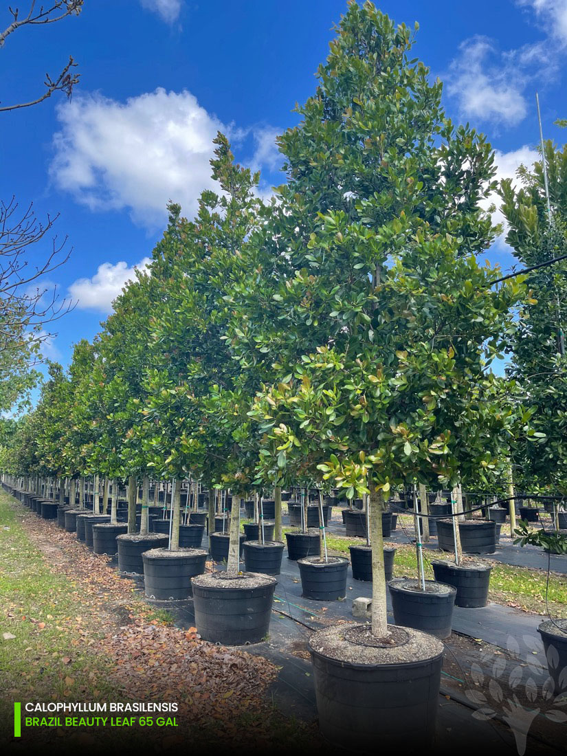 65 Gal - Calophyllum Brasilensis best seller trees