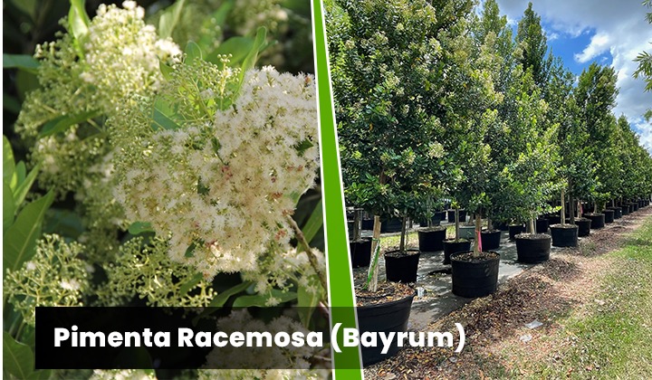 Pimenta Racemosa - Bayrum tree of the month
