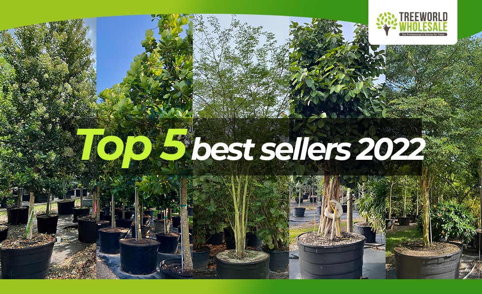 top 5 best seller trees 2022