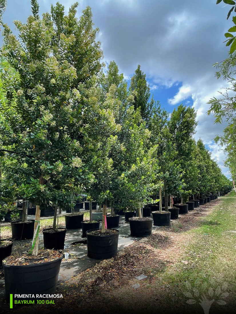 bayrum tree row treeworld wholesale 100 gallons