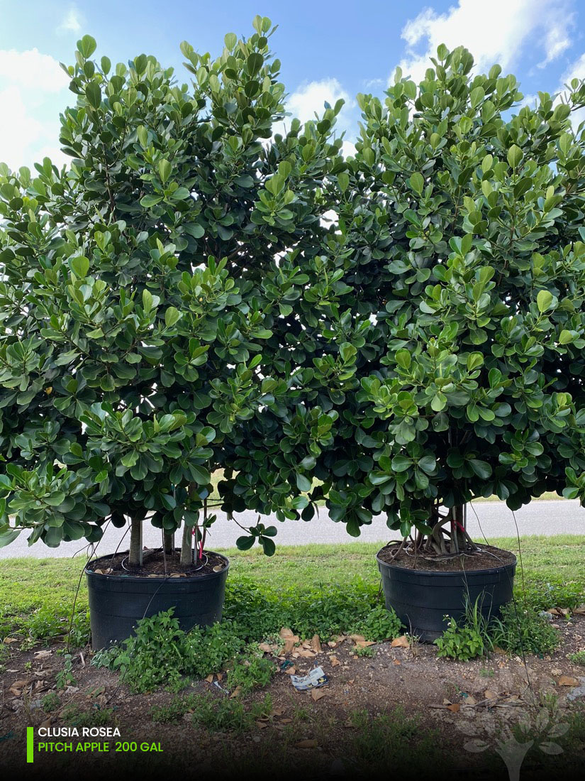 pitch apple tree 200 gallons