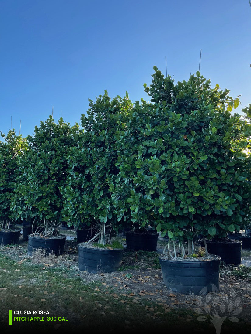 autograph tree 300 gallons treeworld