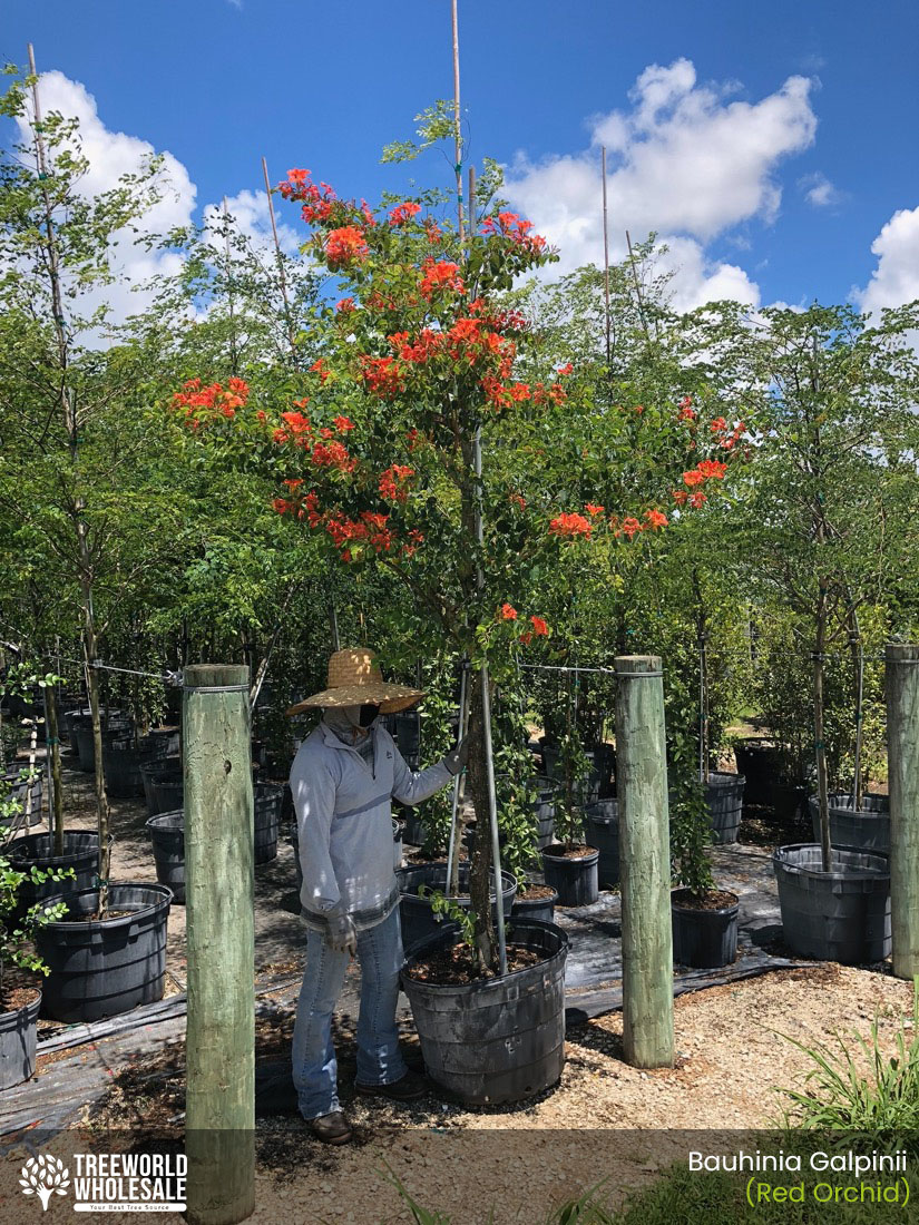 15 gallon pride of cape bauhinia galpinii