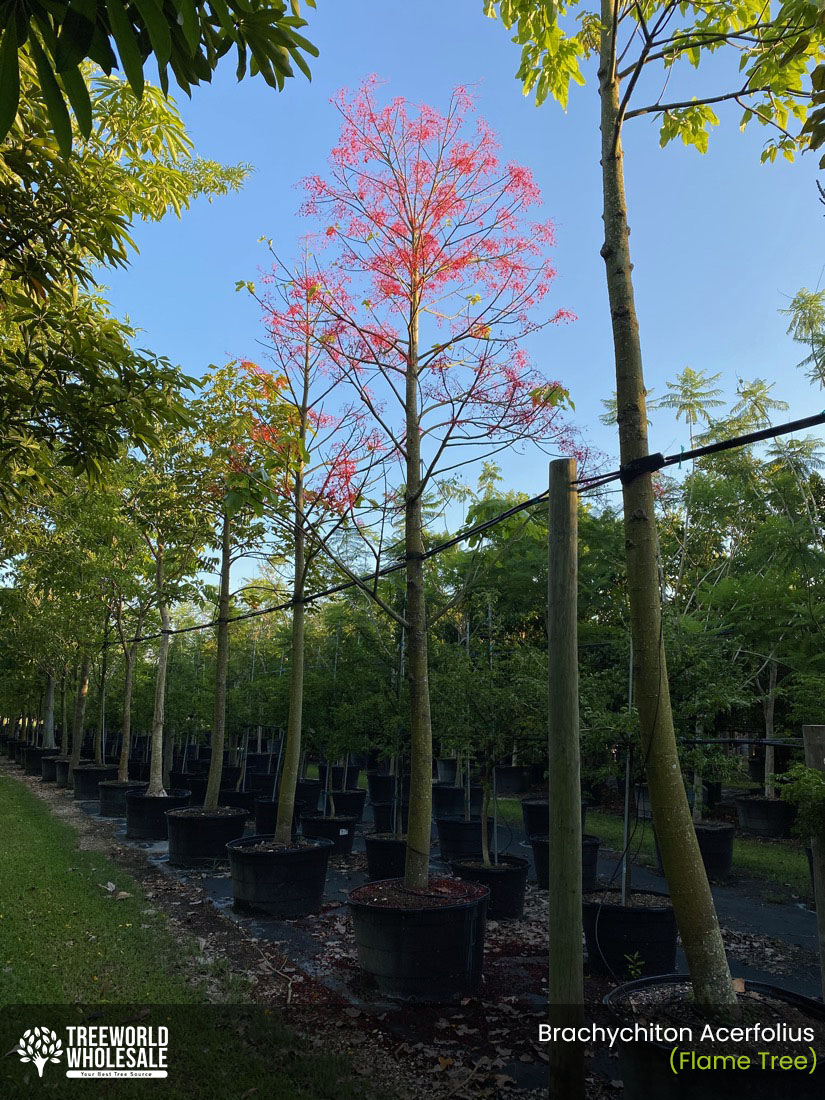 flame tree Brachychiton Acerifolius