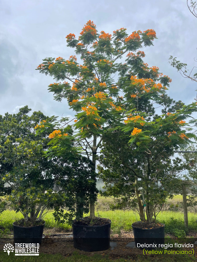 royal poinciana yellow bloom