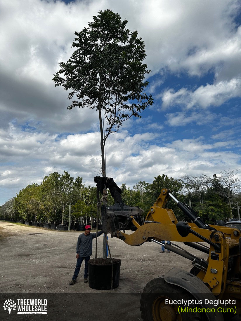 eucalyptus 200 gal