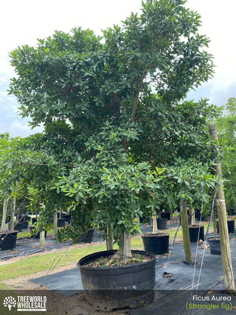 stragler fig treeworld landscaping