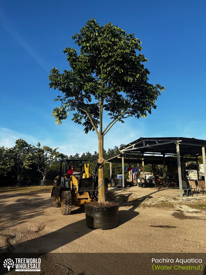 pachira aquatica 200 gal