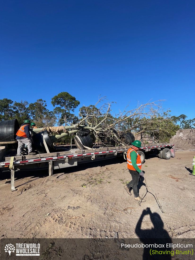 loading shaving brush tree