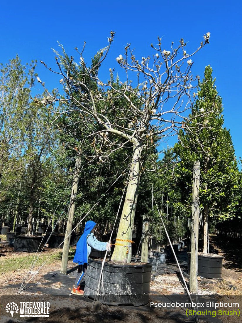 shaving brush tree for epcot