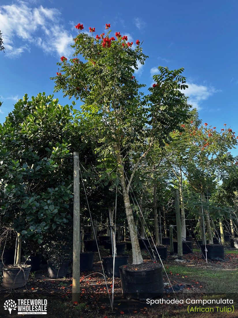 african tulip treeworld