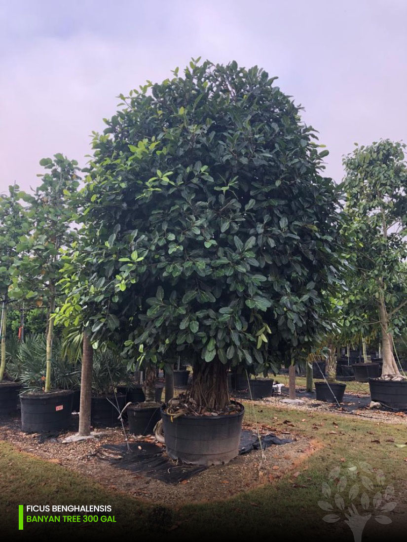 ficus benghalensis