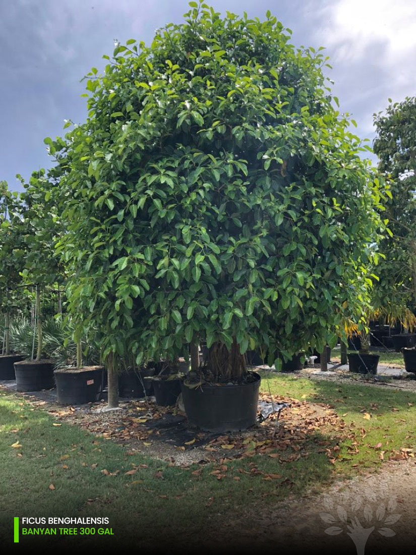 banyan tree - 300 gallons
