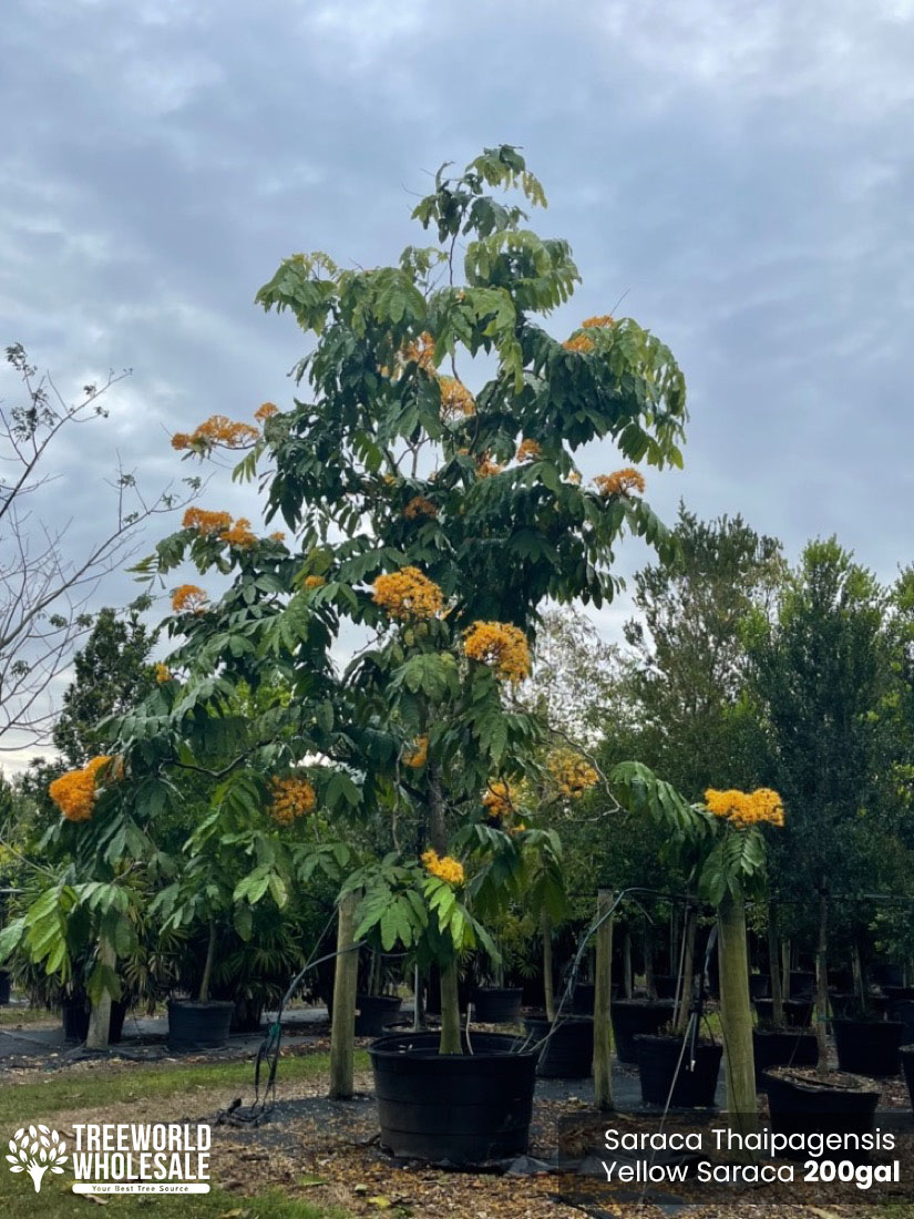 200 gallons flowering tree saraca thaipengensis yellow saraca