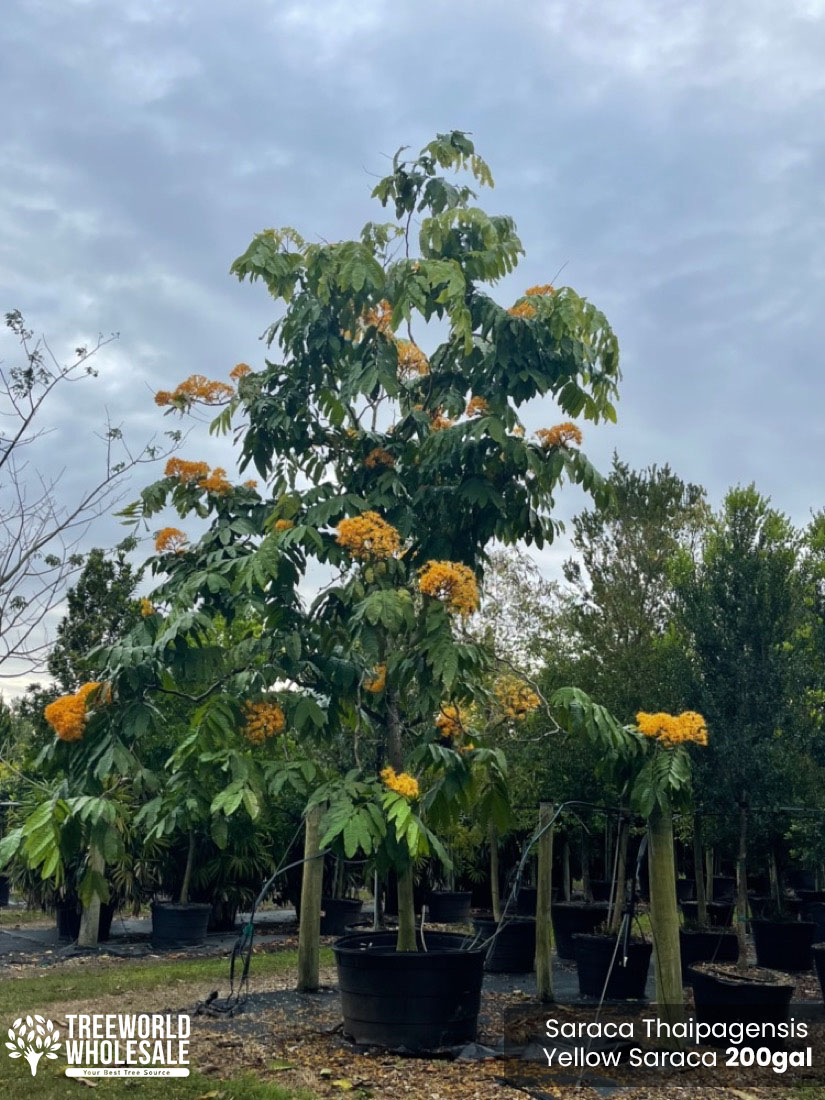 Saraca Thaipengensis