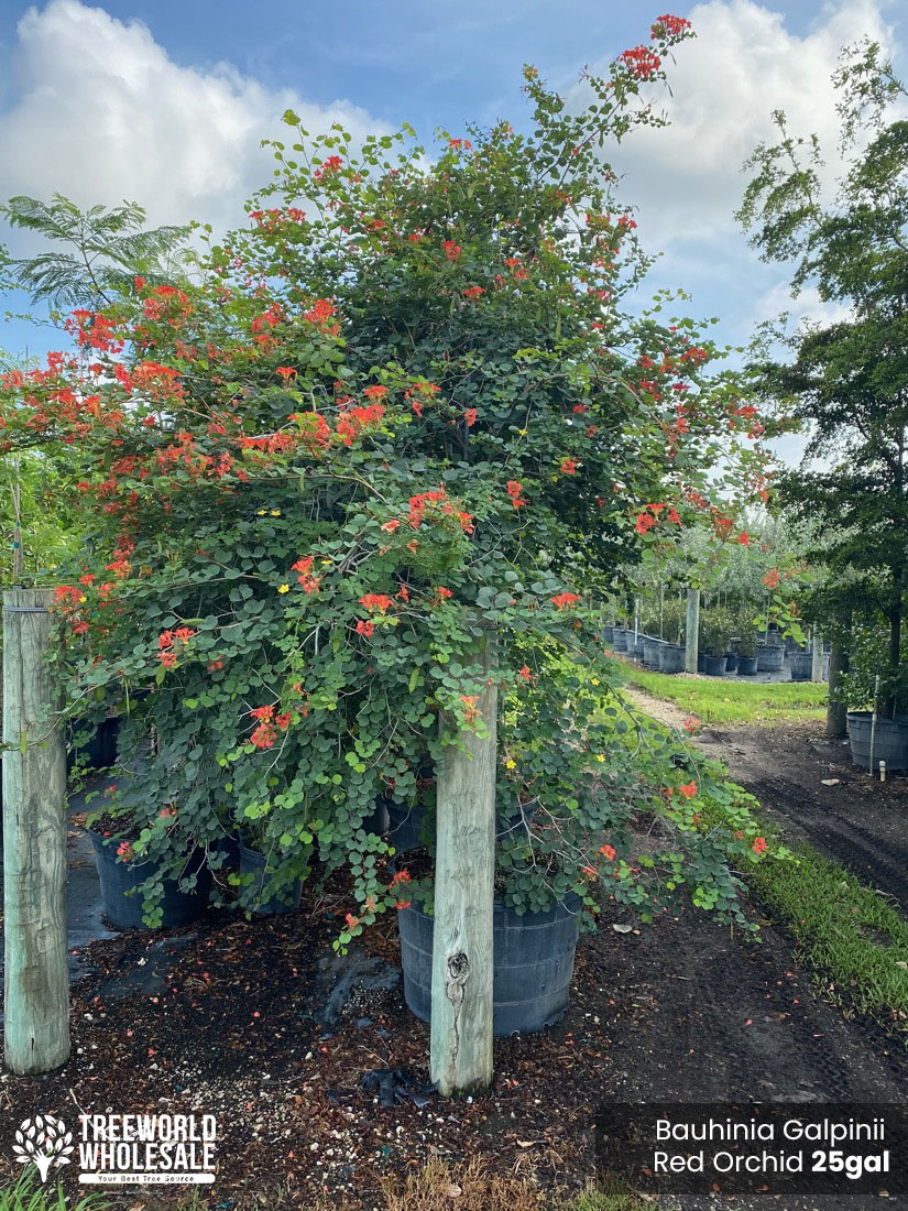 Bauhinia Galpinii