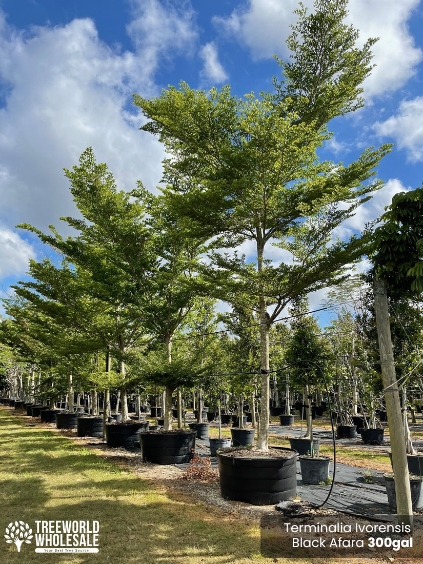 300 gallons terminalia ivorensis black afara tree rows