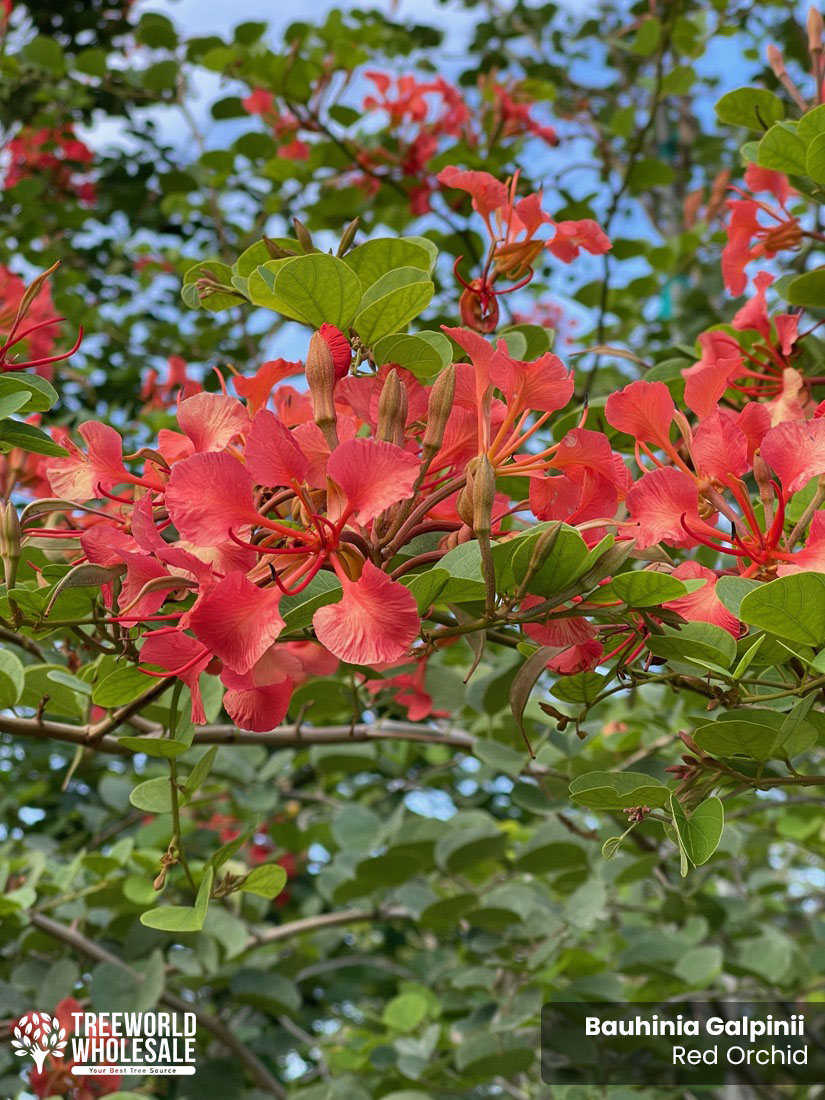 pride of cape flower bauhinia galipinii red orchid
