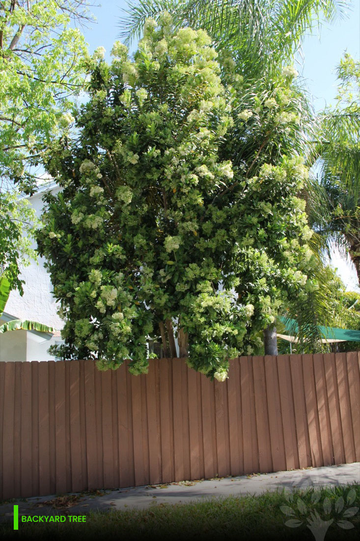 flowering pimenta racemosa accent tree