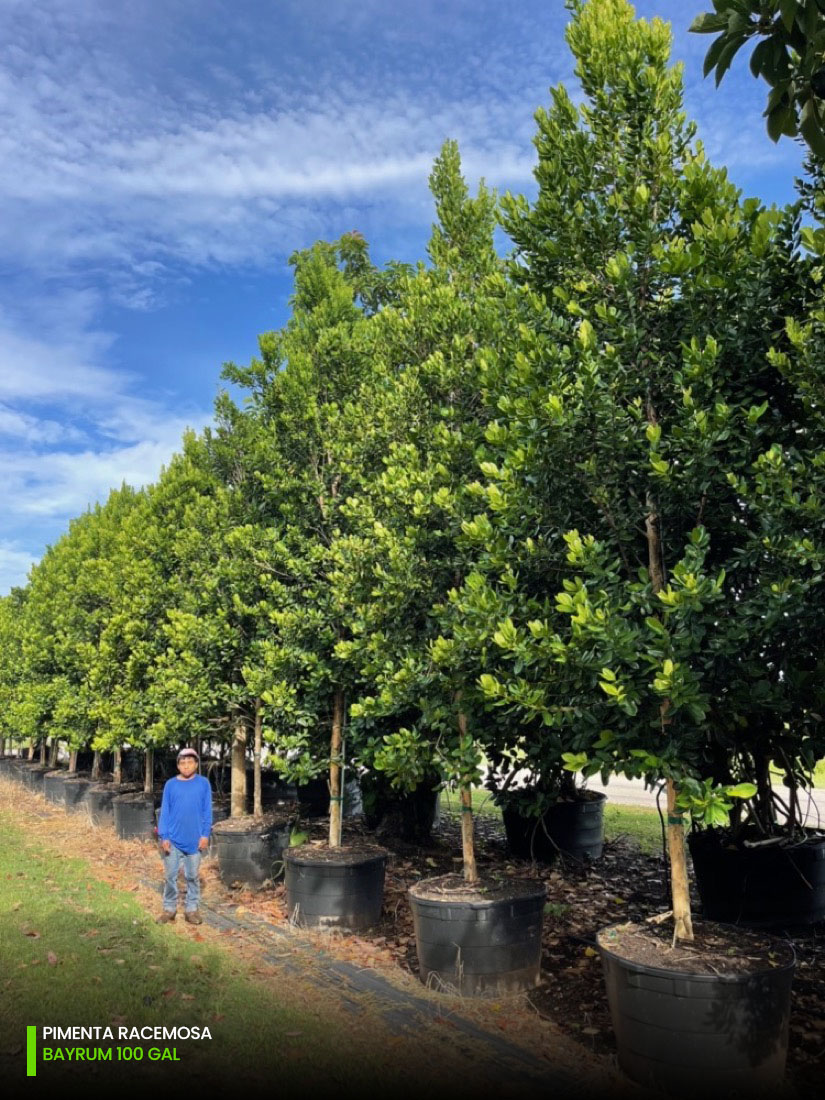 100 gallons bayrum tree