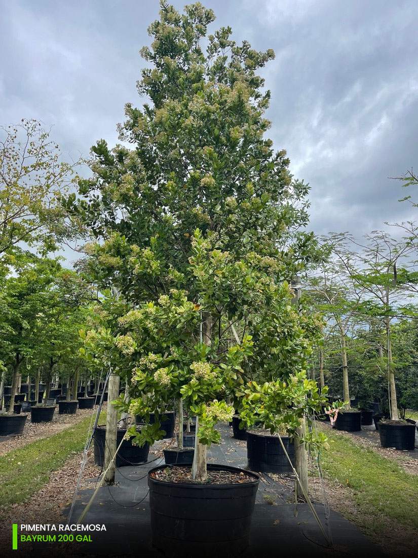 treeworld 200 gallons bayrum tree